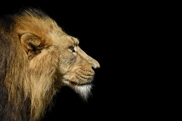 African male lion , wildlife animal isolated Black 