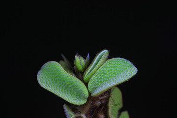 Aquatic plant Sophora japonica leaf duckweed