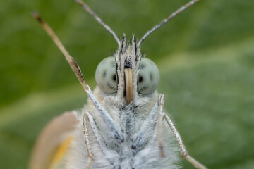 Lepidoptera insects in the wild, North China