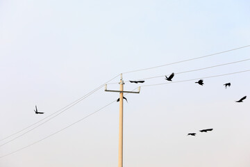 Crows perch on power lines, North China