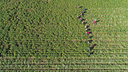 Farmers harvest white radishes in the fields, North China