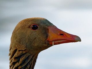 Goose on the River Havel in Brandenburg  Gemany