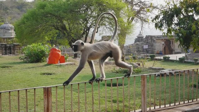 A monkey walks on an iron lattice fence in Chittorgarh Fort Park