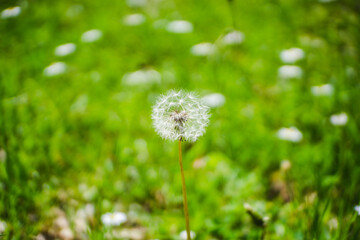 Dandelion in grass
