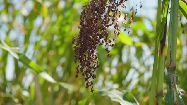 Growing proso millet in agriculture. Plant of Panicum Miliaceum, commonly known as Proso Millet or Common Millet. Ripening brush of millet proso in the field