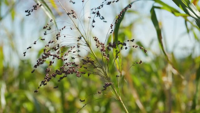 Growing proso millet in agriculture. Plant of Panicum Miliaceum, commonly known as Proso Millet or Common Millet. Ripening brush of millet proso in the field