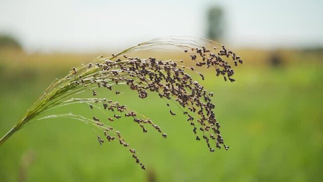 Growing proso millet in agriculture. Plant of Panicum Miliaceum, commonly known as Proso Millet or Common Millet. Ripening brush of millet proso in the field
