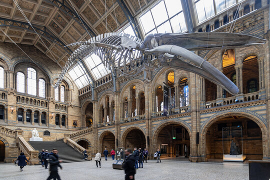 Internal view of the Natural History Museum in London (UK) of 11/14/2019