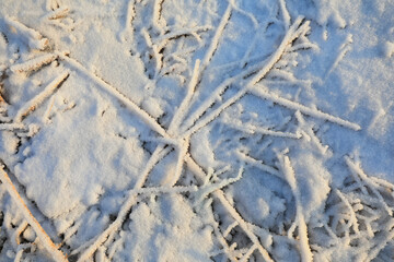 Plants in winter frost are in the wild