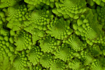 Romanesco also known as Roman cauliflower, Broccolo Romanesco, Romanesque cauliflower, species Brassica oleracea