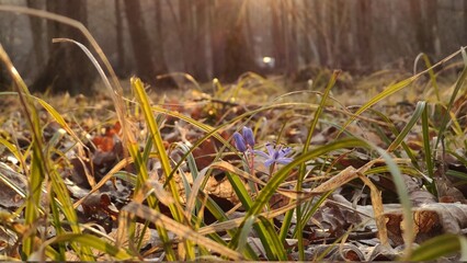 grass, nature, spring, flower, plant, leaf, meadow, summer, forest, field, garden, animal, macro, moss, growth, flowers, season, flora, wildlife, water