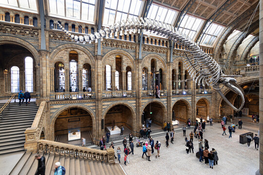 Internal view of the Natural History Museum in London (UK) of 11/14/2019