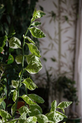 Home plant with white green leaves, pedilanthus tithymaloides, selective focus