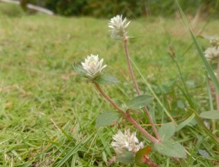 thriving plants; in tropical climates; many have a variety of plants; grow green; soil fertility; abundant rain;