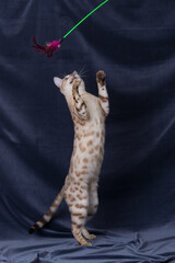 Obraz premium White bengal cat playing on fabric background