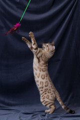 Obraz na płótnie Canvas White bengal cat playing on fabric background