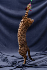 Bengal cat playing on fabric background