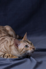 White bengal cat playing on fabric background