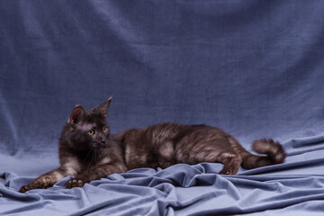 Maine coon playing on fabric background