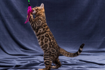 Bengal kitten playing on fabric background
