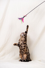 Bengal kitten playing on fabric background