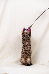 Bengal kitten playing on fabric background