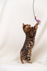 Bengal kitten playing on fabric background
