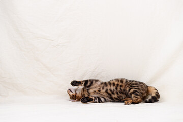 Bengal kitten playing on fabric background