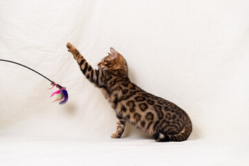 Bengal kitten playing on fabric background