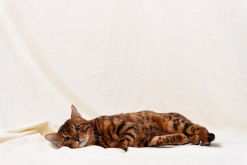 Bengal cat lies on fabric background