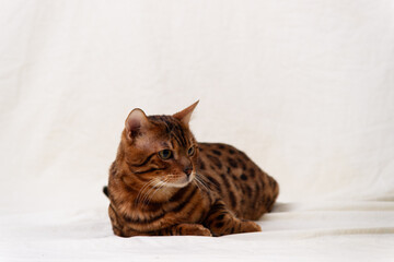 Bengal cat lies on fabric background