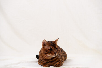 Bengal cat lies on fabric background