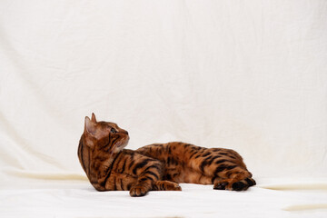 Bengal cat lies on fabric background