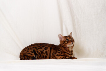 Bengal cat lies on fabric background