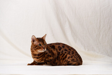 Bengal cat lies on fabric background