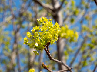 grüner Baum blüht im Frühling 
