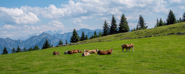 Panorama Milchkühe im Frühling auf einer Alm