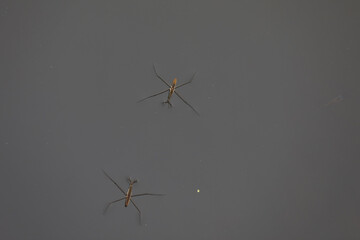 Water strider glides on the water, North China