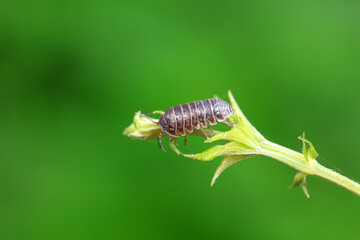 Rat woman in the wild, North China