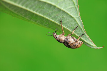 Weevil on wild plants, North China