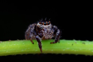 Spiders in the wild, North China