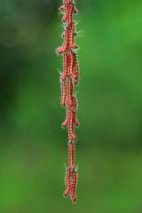 Lepidoptera larvae in the wild, North China