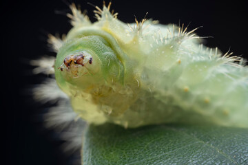 Lepidoptera larvae in the wild, North China