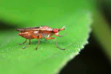 Flies on wild plants, North China