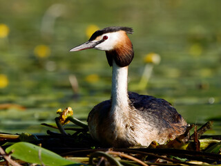 Bird Great crested grebe in Germany on the Havel