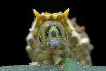 Lepidoptera larvae in the wild, North China
