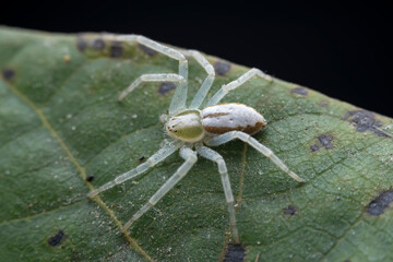 Spiders in the wild, North China