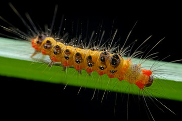 Lepidoptera larvae in the wild, North China