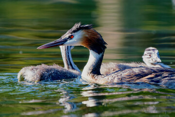 Bird Great crested grebe in Germany on the Havel