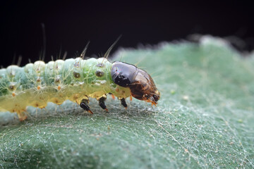 Lepidoptera larvae in the wild, North China